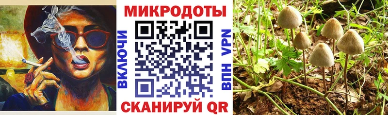 Псилоцибиновые грибы Cubensis  Тарко-Сале 